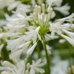 Agapanthus Summer Love White