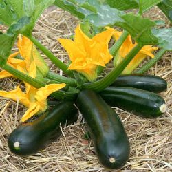Courgette F1 Midnight