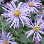 Aster Frikartii Monch – Michaelmas daisy