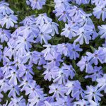 Phlox subulata Emerald Cushion