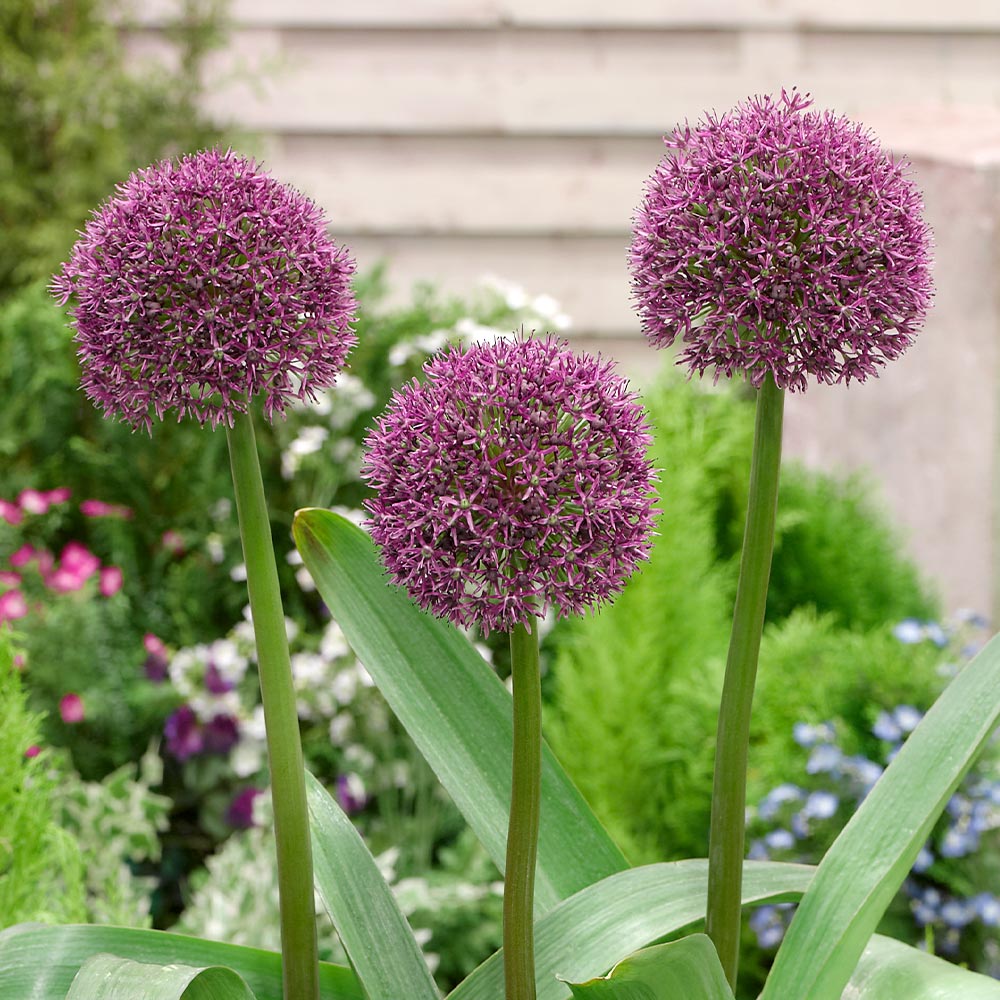 Allium Ostara The Nunhead Gardener