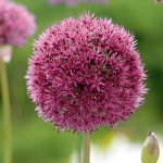 Allium Ostara