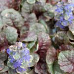 Ajuga Sugar Plum