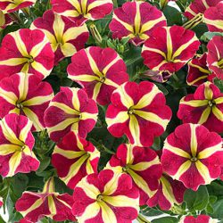 Petunia Trailing Queen of Hearts – 6 Pack
