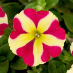 Petunia Trailing Queen of Hearts – 6 Pack