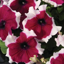Petunia hybrida – Petunia Trailing Burgundy Picotee