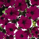 Petunia Trailing Burgundy Picotee