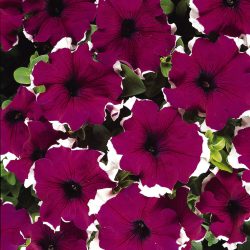Petunia hybrida – Petunia Trailing Burgundy Picotee