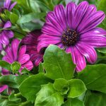 Osteospermum Bacia