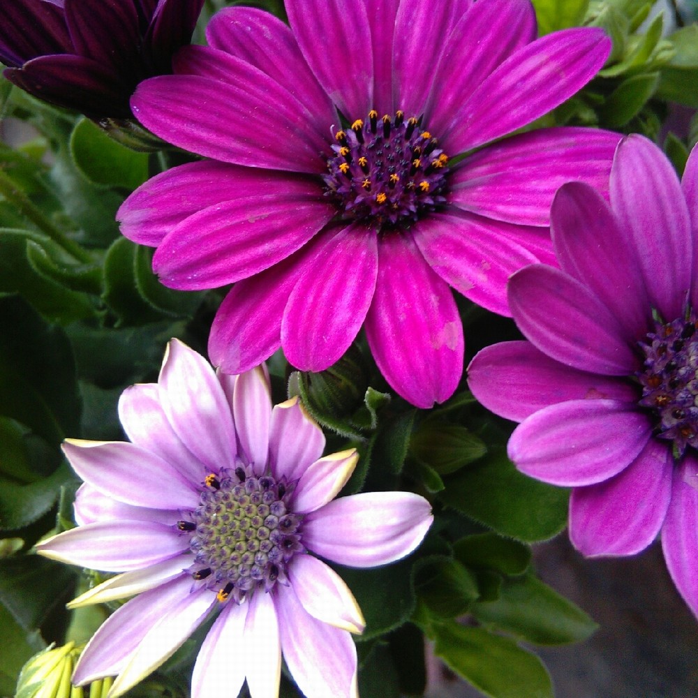 Osteospermum Bacia - Image 2