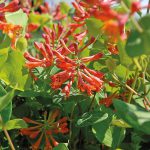 Lonicera Brownii Dropmore Scarlet – scarlet trumpet honeysuckle