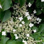 Hydrangea ano petiolaris – climbing hydrangea