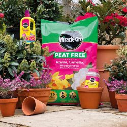 Miracle-Gro Peat Free Ericaceous – 10Ltr