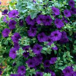 Petunia Surfinia Blue