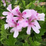 Pelargonium crispum – Lemon Scented Geranium