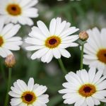 Argyranthemum frutescens – white marguerite