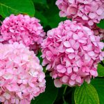 Hydrangea Macrophylla Pink