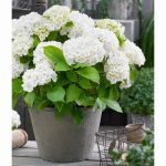 Hydrangea macrophylla ‘White’ – mophead hydrangea