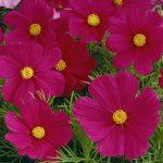 Cosmos Carmine