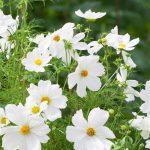 Cosmos White