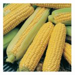 Sweetcorn