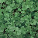 Coriander (Coriandrum sativum)