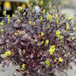 Pittosporum Tenuifolium Tom Thumb