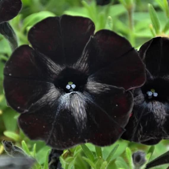Petunia - Black Velvet - The Nunhead Gardener