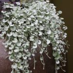 Dichondra argentea Silver Falls