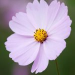 Cosmos bipinnatus – Cosmos ‘Light Pink’