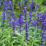 Salvia Farinacea Blue