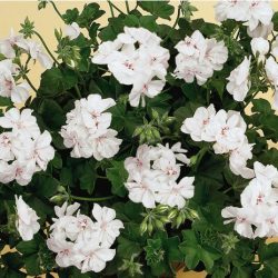 Geranium Trailing –  Double White