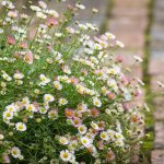 Erigeron Karvinskianus – Mexican fleabane
