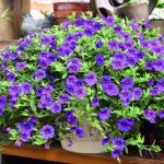 Calibrachoa Blue