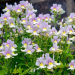 Nemesia Easter Bonnet