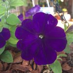 Blue Petunia – Petunia F1