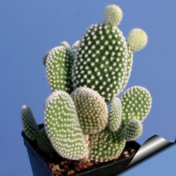 Opuntia micr. Albispina – Bunny Ear Cactus