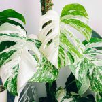 Monstera del. Albo Variegata