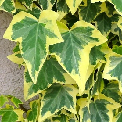 Leaves of Hedera Gold Variegated in front of a beige wall