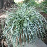 Carex Oshimensis Everest