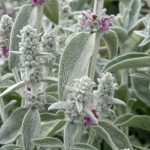 Stachys Byzantina Silver Carpet