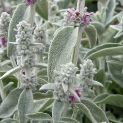 Stachys Byzantina Silver Carpet