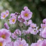 Anemone Hupehensis Praecox