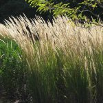 Calamagrostis x acutiflora Karl Foerster