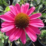 Echinacea Sunseekers Light Pink