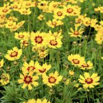 Coreopsis Sunkiss