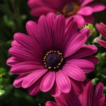 Osteospermum Deep Purple