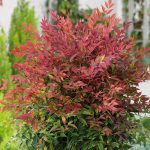 Nandina Domestica – Heavenly bamboo