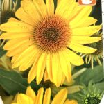 Echinacea p. Papillo Classic Gold