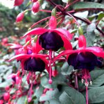 Fuchsia ‘Blackie’